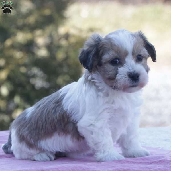 Tina, Havachon Puppy